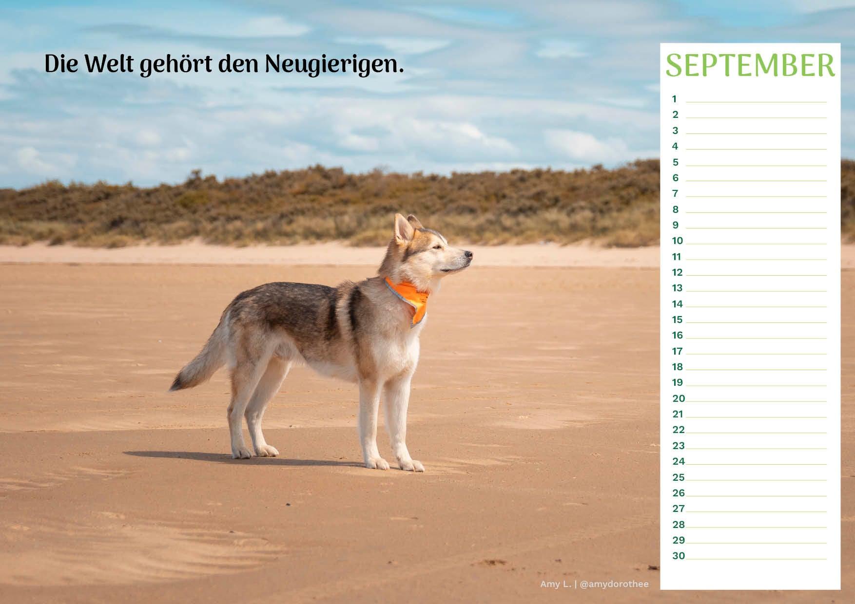 Community Kalender Hund