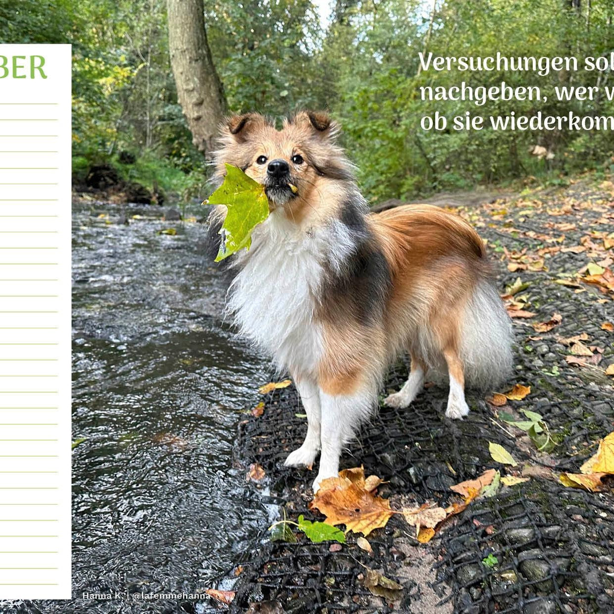 zoo.de Community Kalender Hund 11