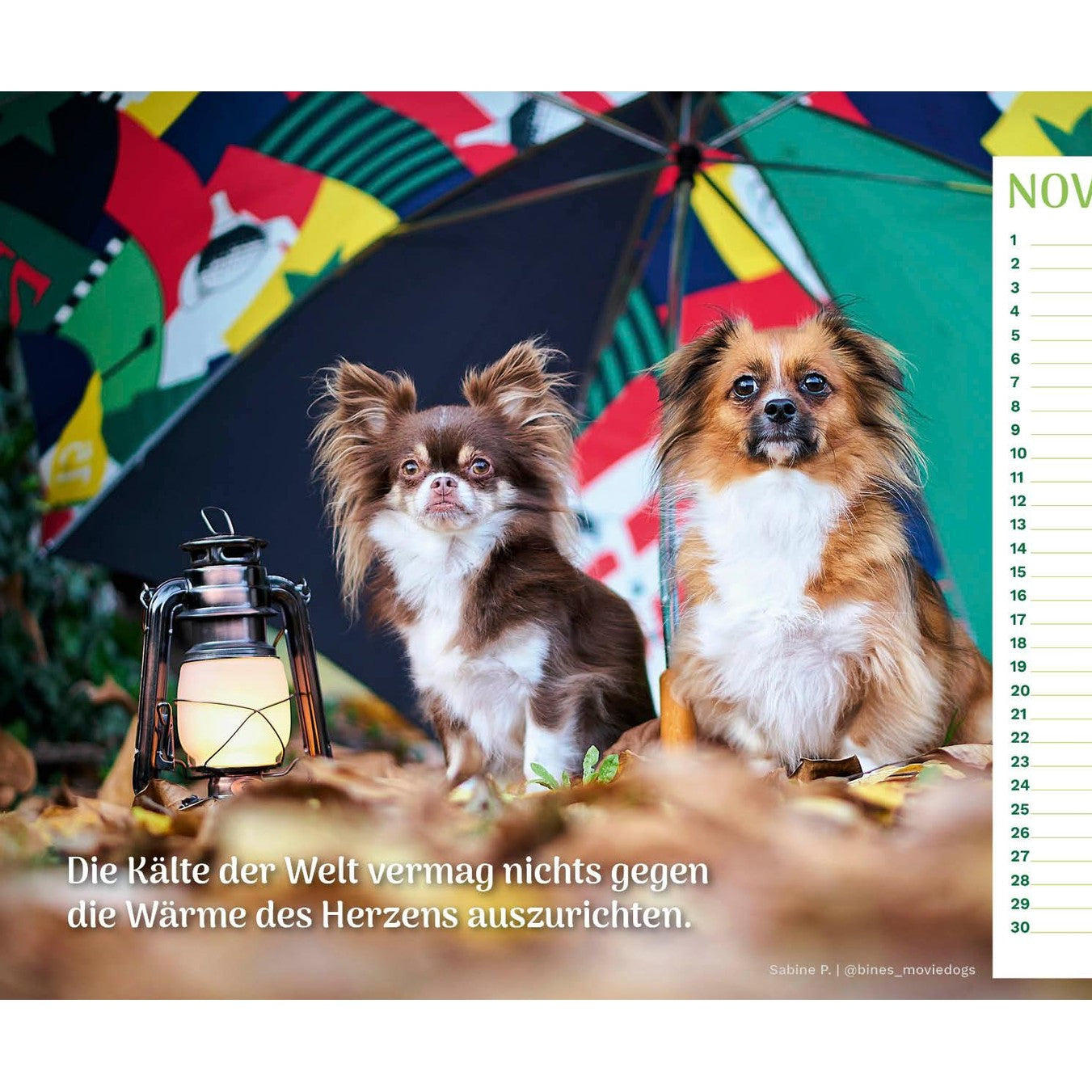 zoo.de Community Kalender Hund 12