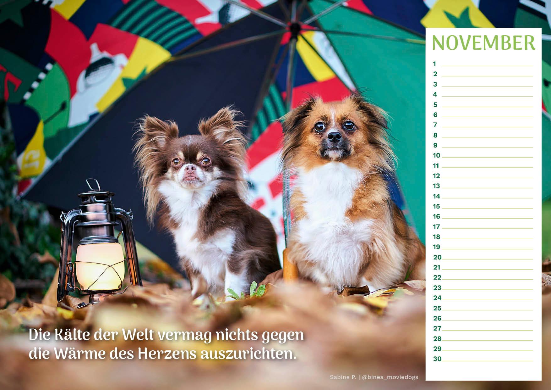 Community Kalender Hund