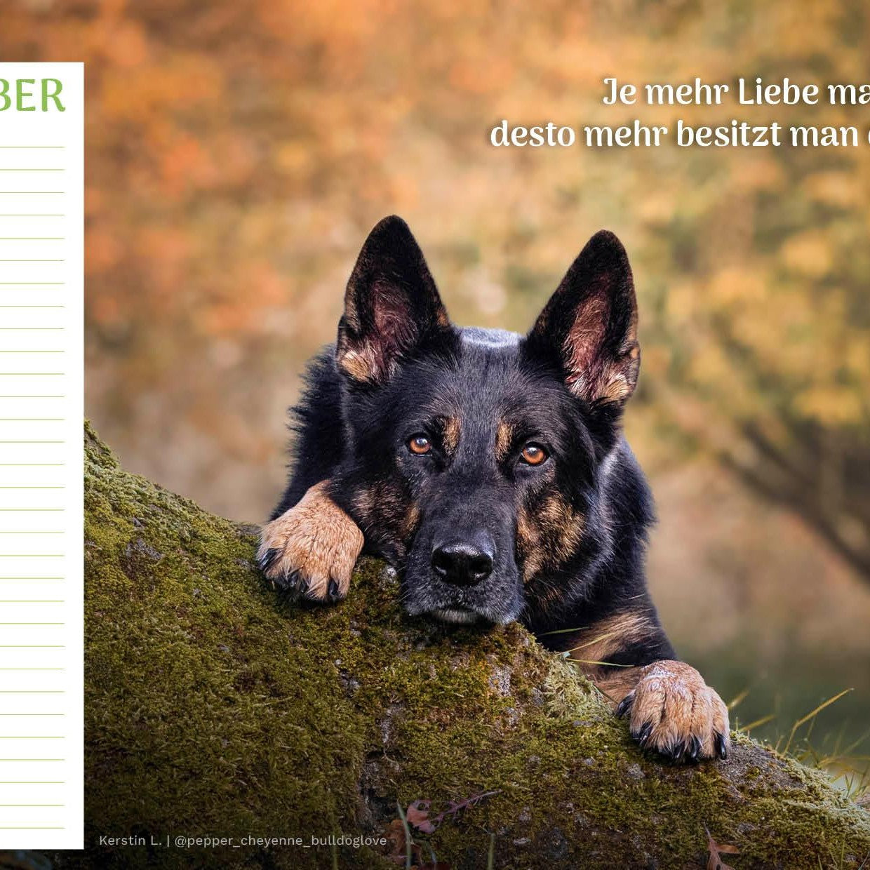 zoo.de Community Kalender Hund 13