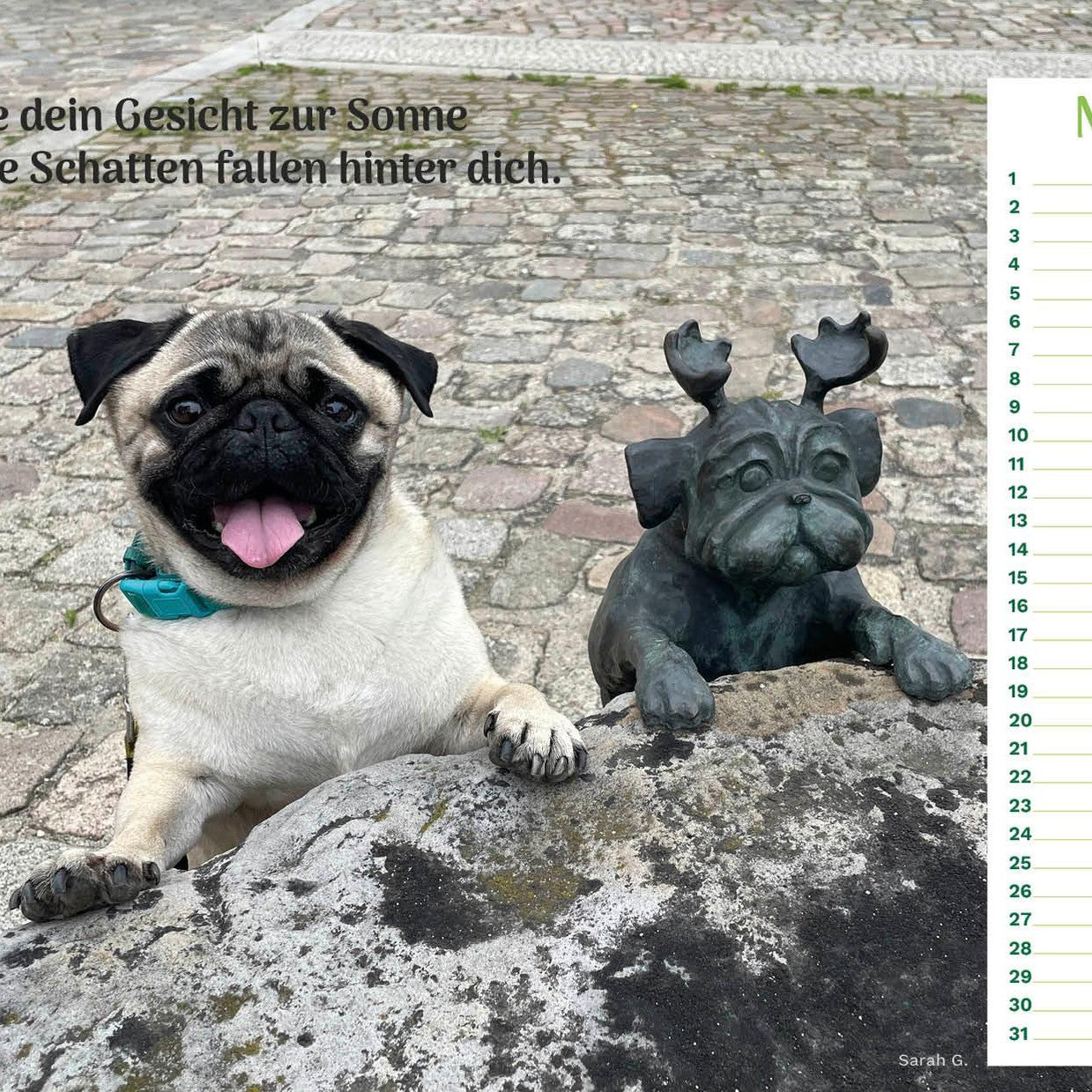 zoo.de Community Kalender Hund 4