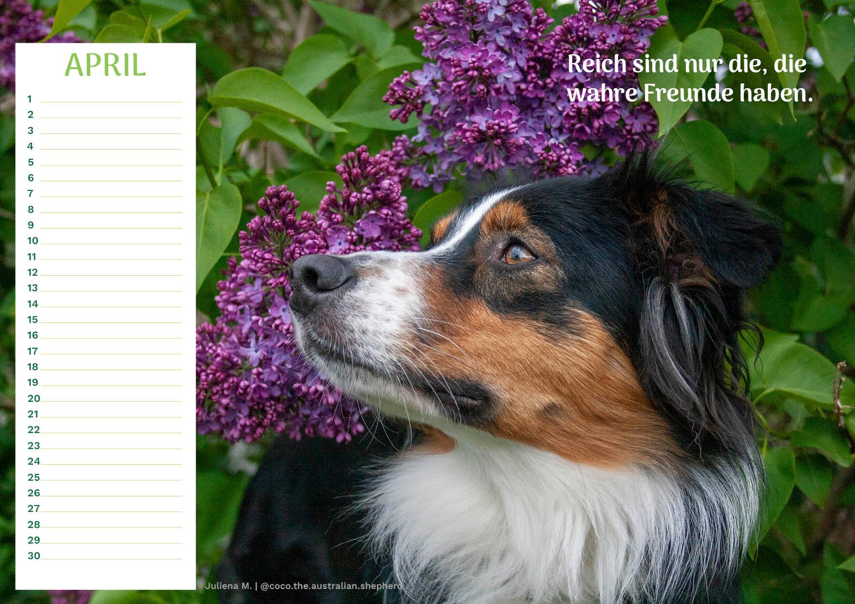 Community Kalender Hund