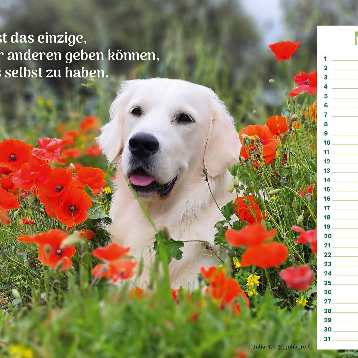 zoo.de Community Kalender Hund 6