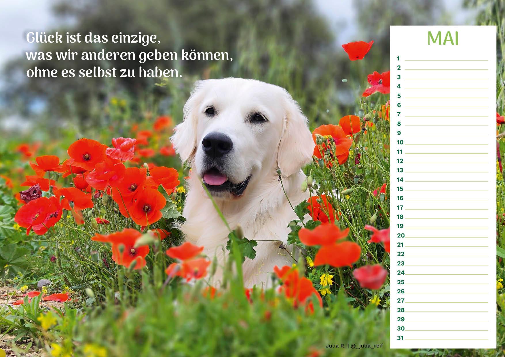 Community Kalender Hund