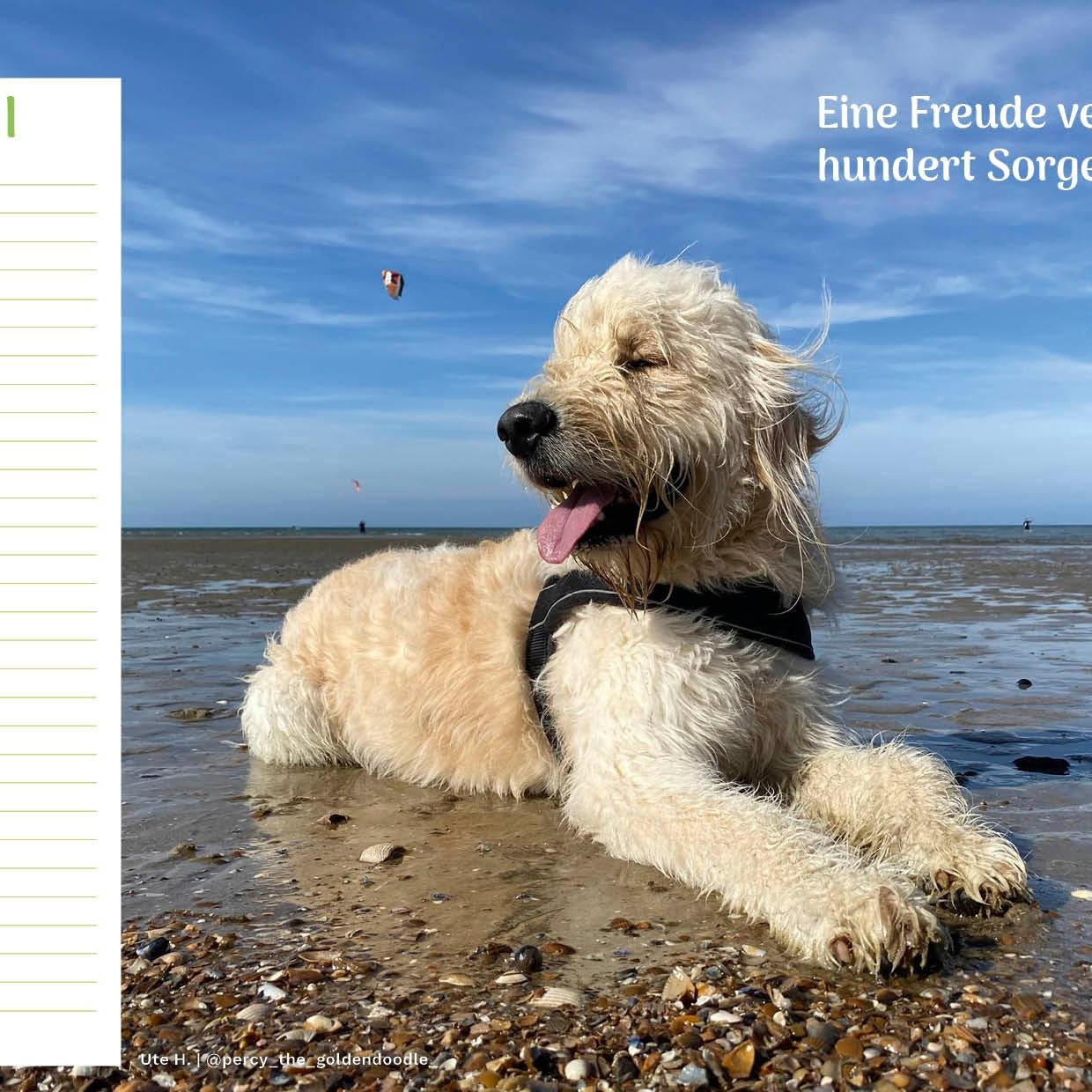 zoo.de Community Kalender Hund 7