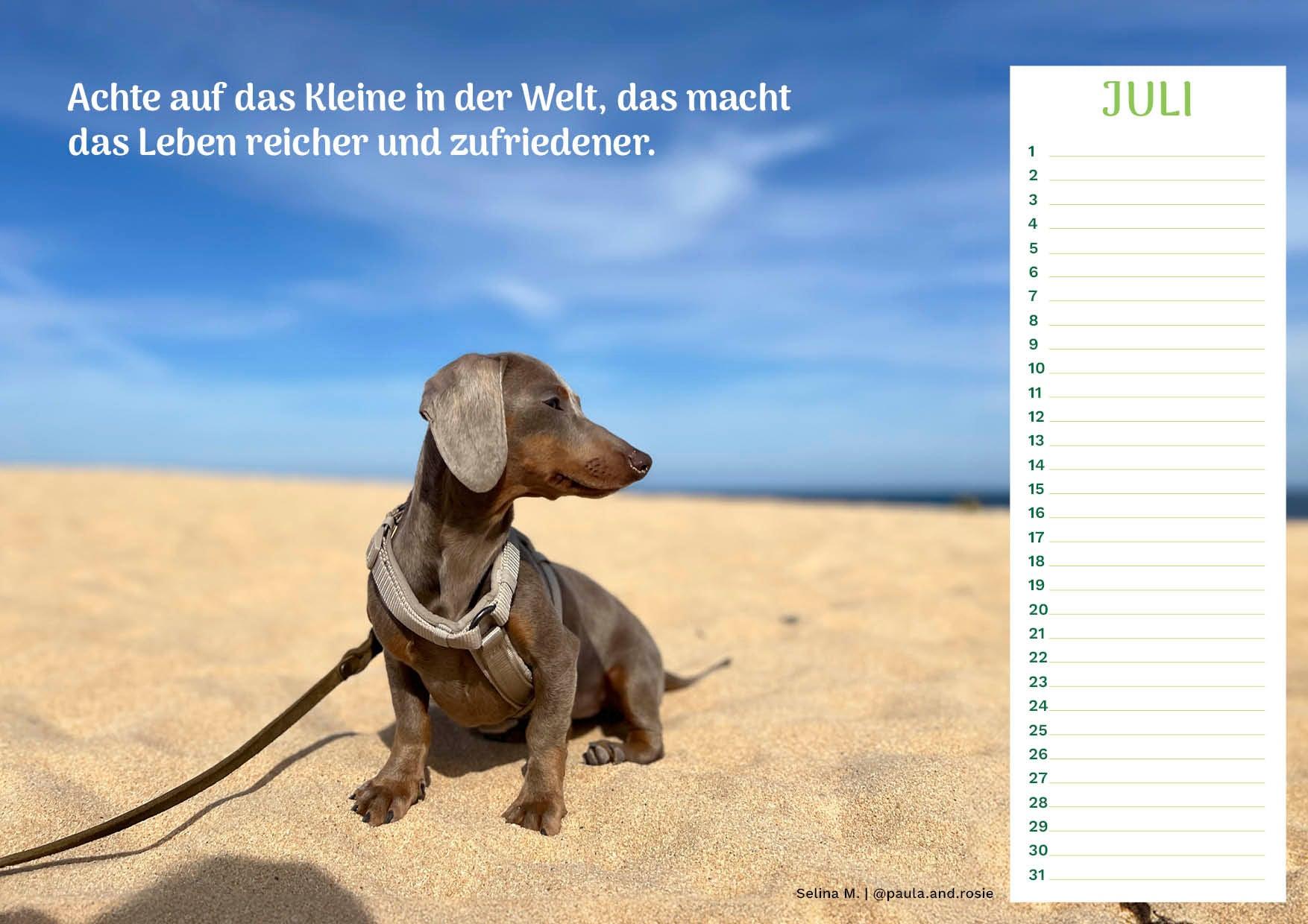 Community Kalender Hund