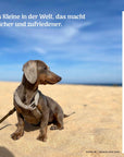 Community Kalender Hund