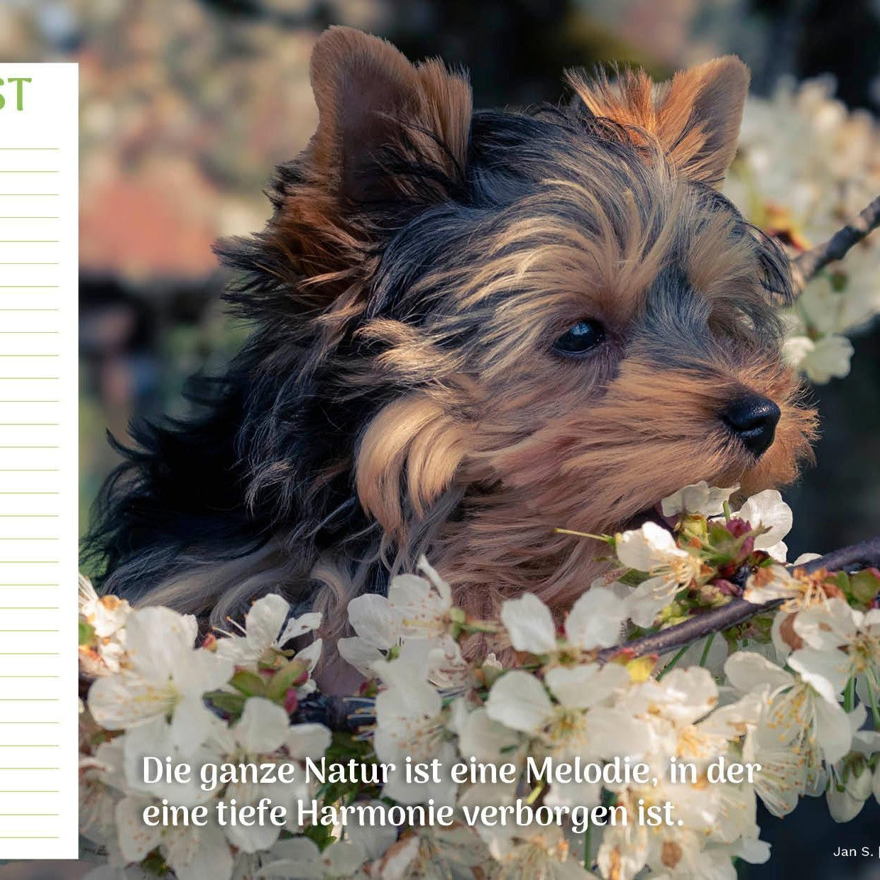 zoo.de Community Kalender Hund 9