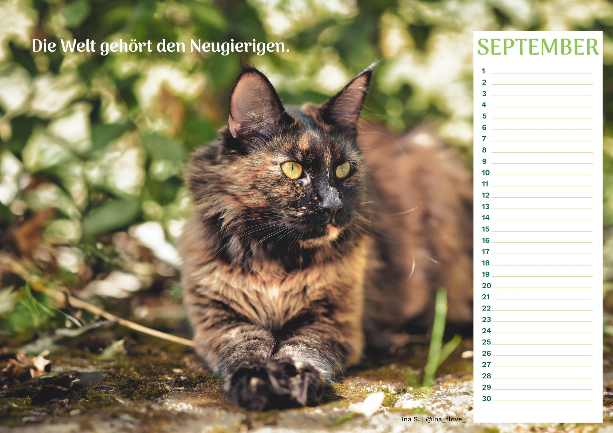 Community Kalender Katze