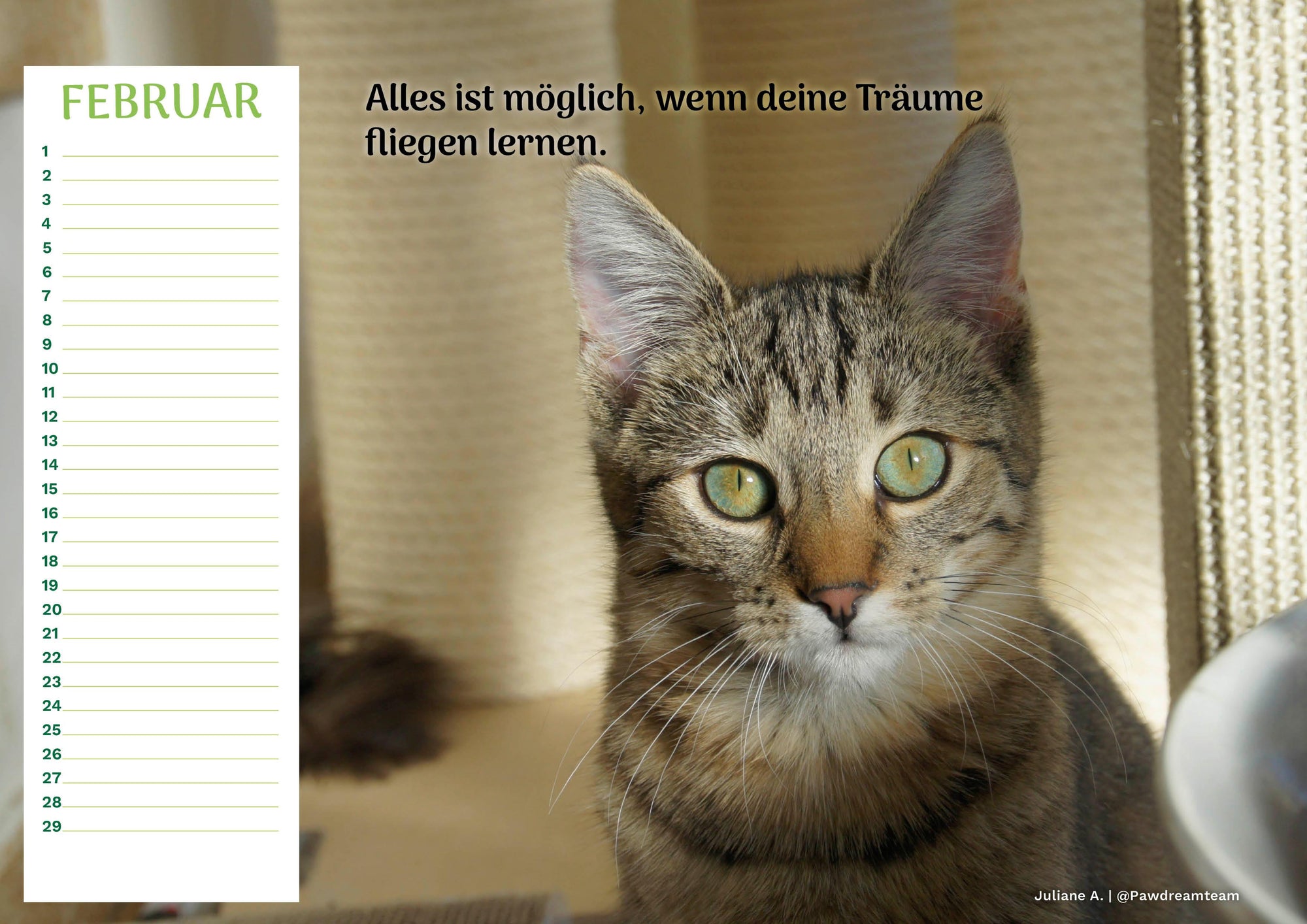 Community Kalender Katze