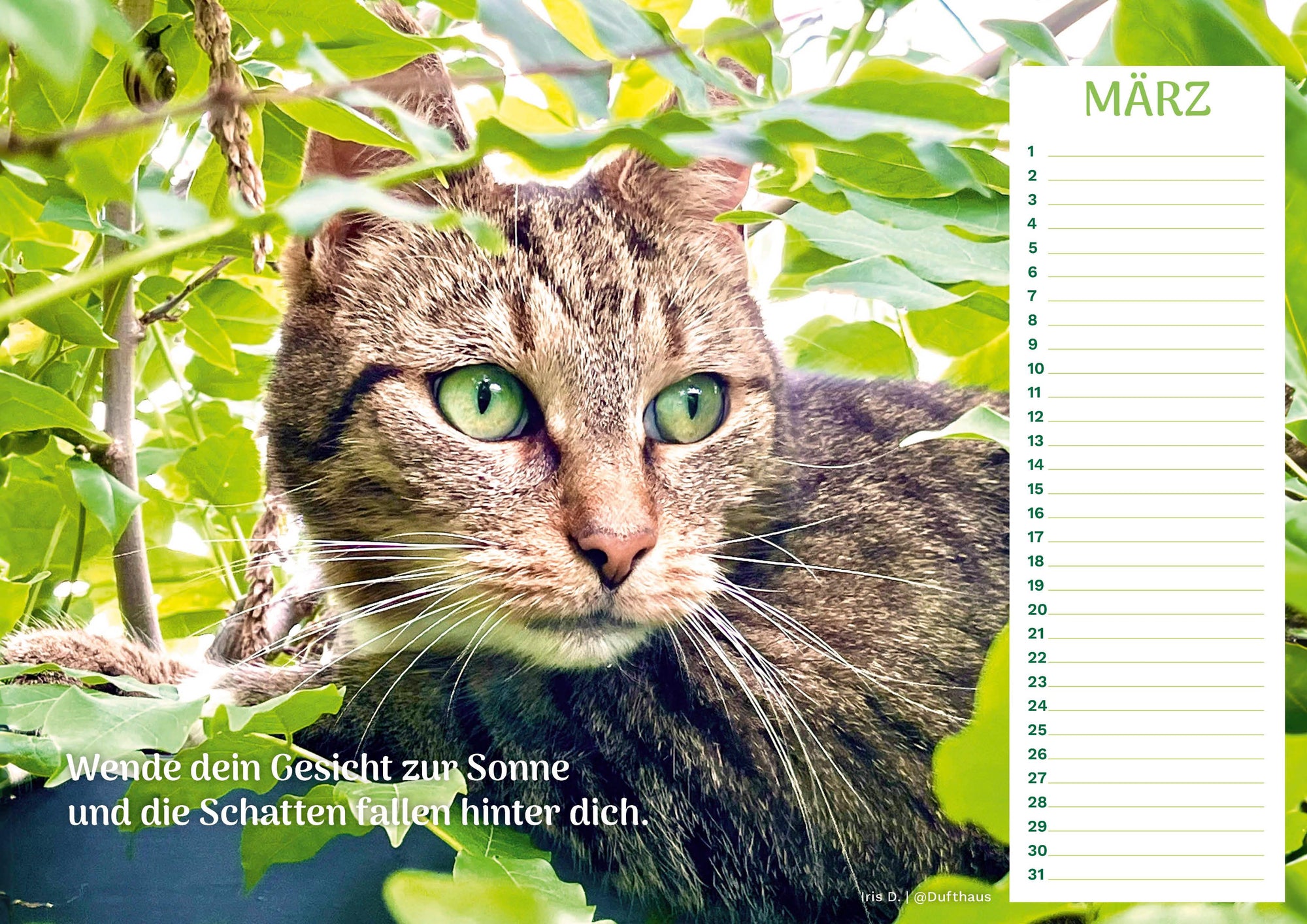 Community Kalender Katze