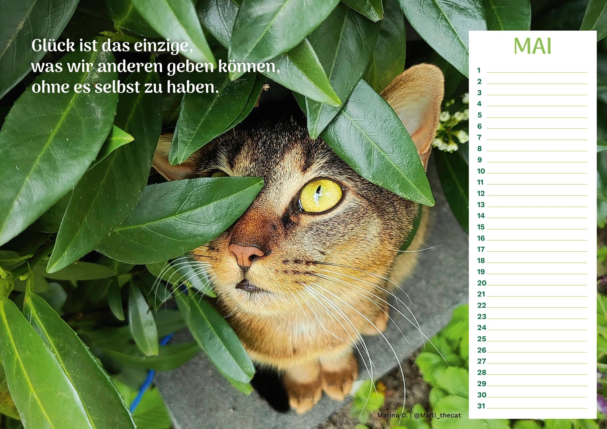 Community Kalender Katze