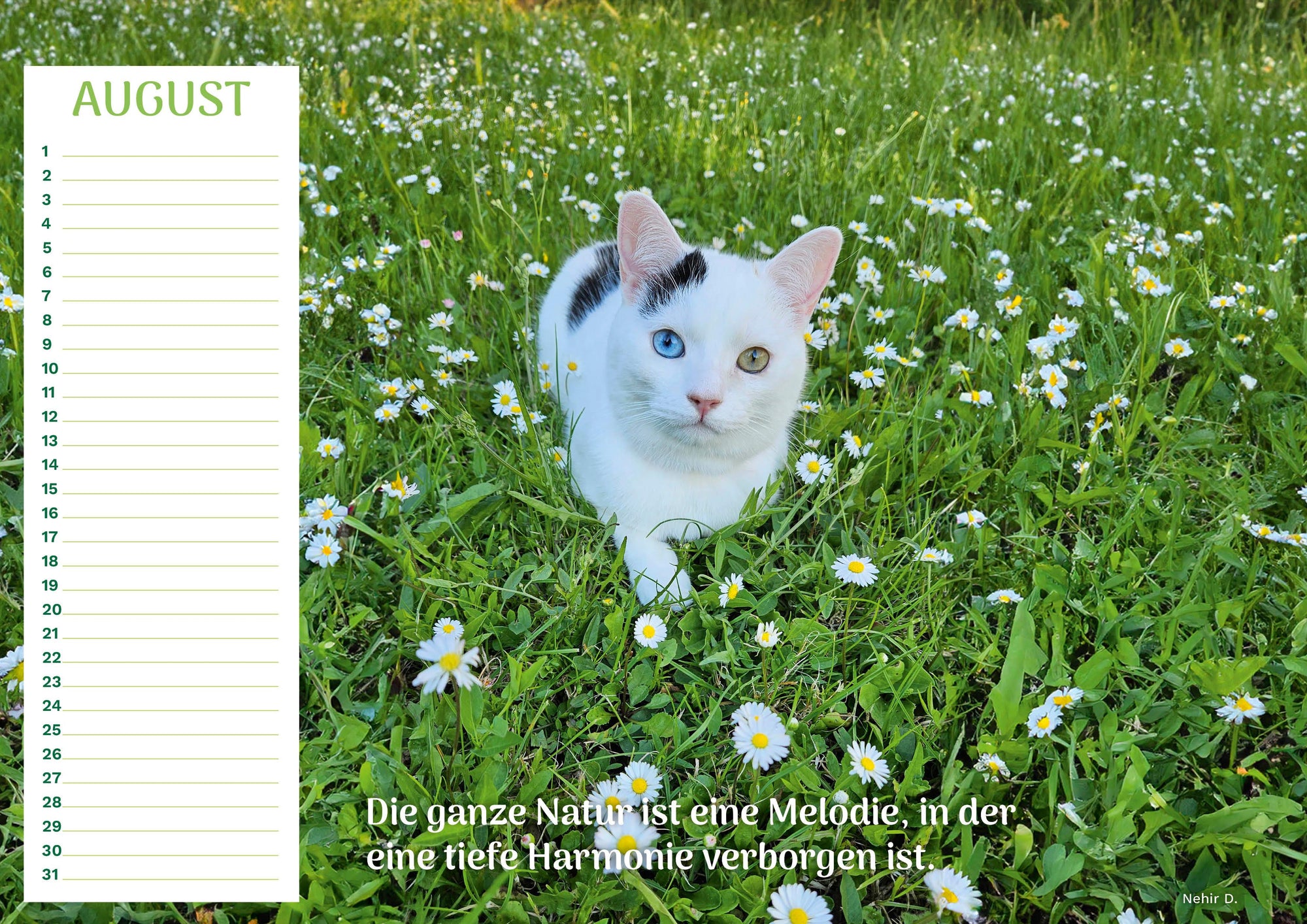 Community Kalender Katze