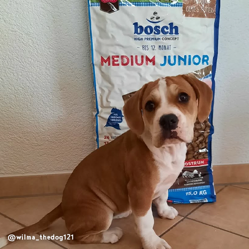 Bosch Medium Junior