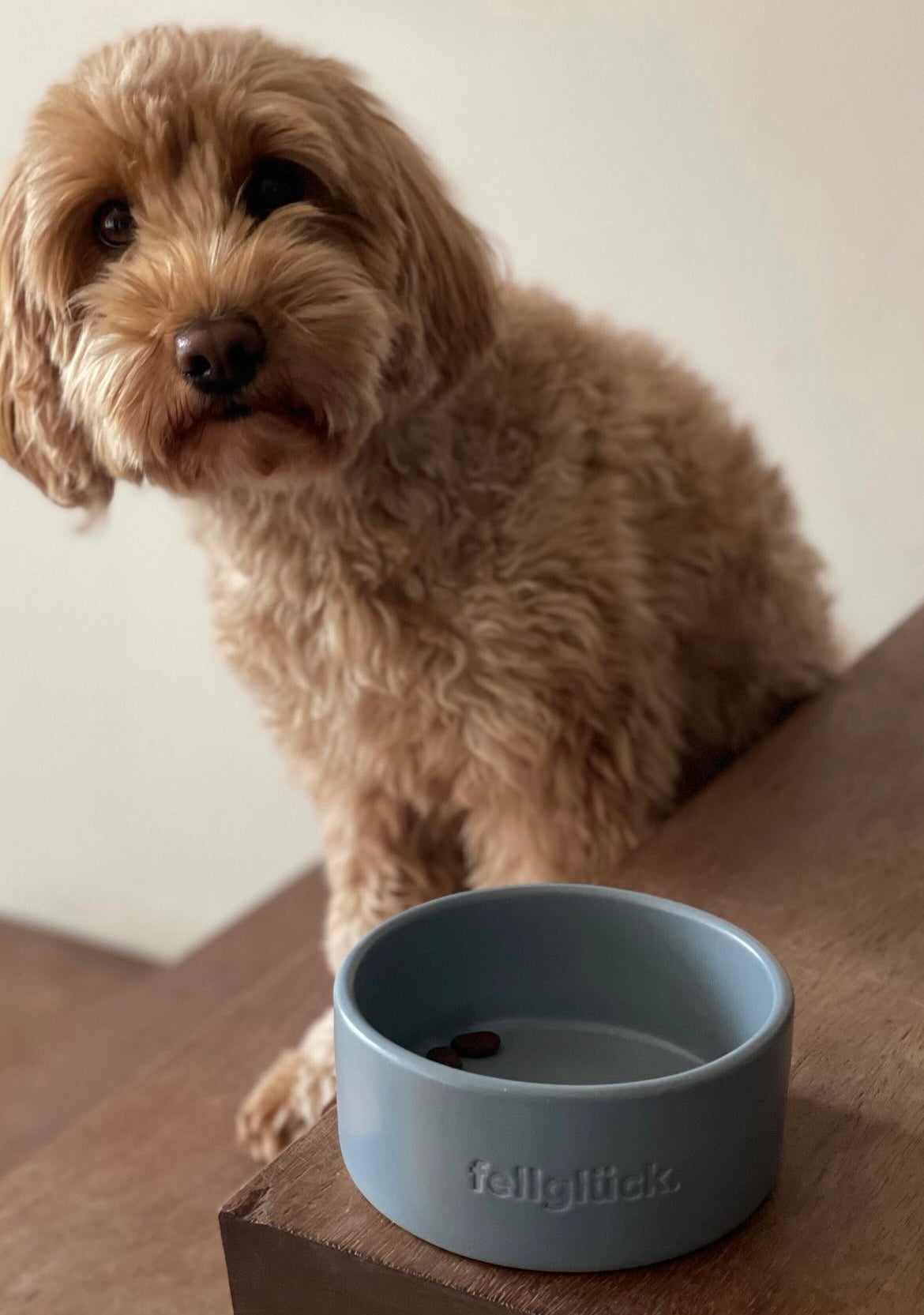 Artikel mit dem Namen Futternapf aus Keramik (Dove Blue) im Shop von zoo.de , dem Onlineshop für nachhaltiges Hundefutter und Katzenfutter.