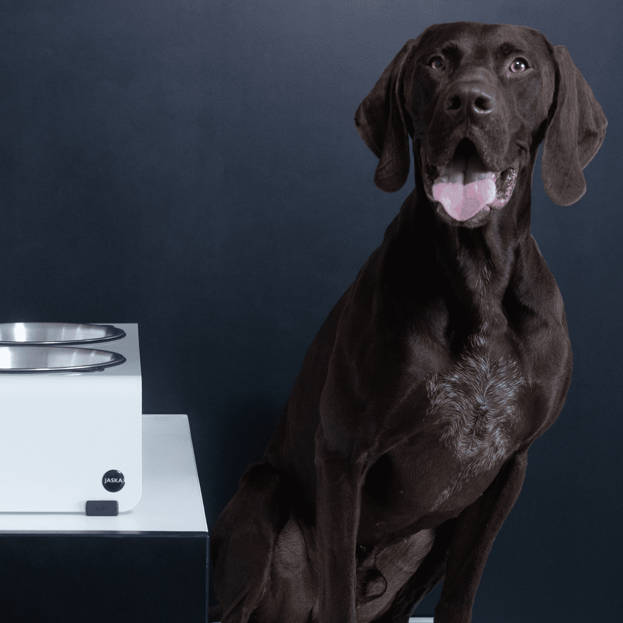 Artikel mit dem Namen Jaska Hundebar ARC L im Shop von zoo.de , dem Onlineshop für nachhaltiges Hundefutter und Katzenfutter.