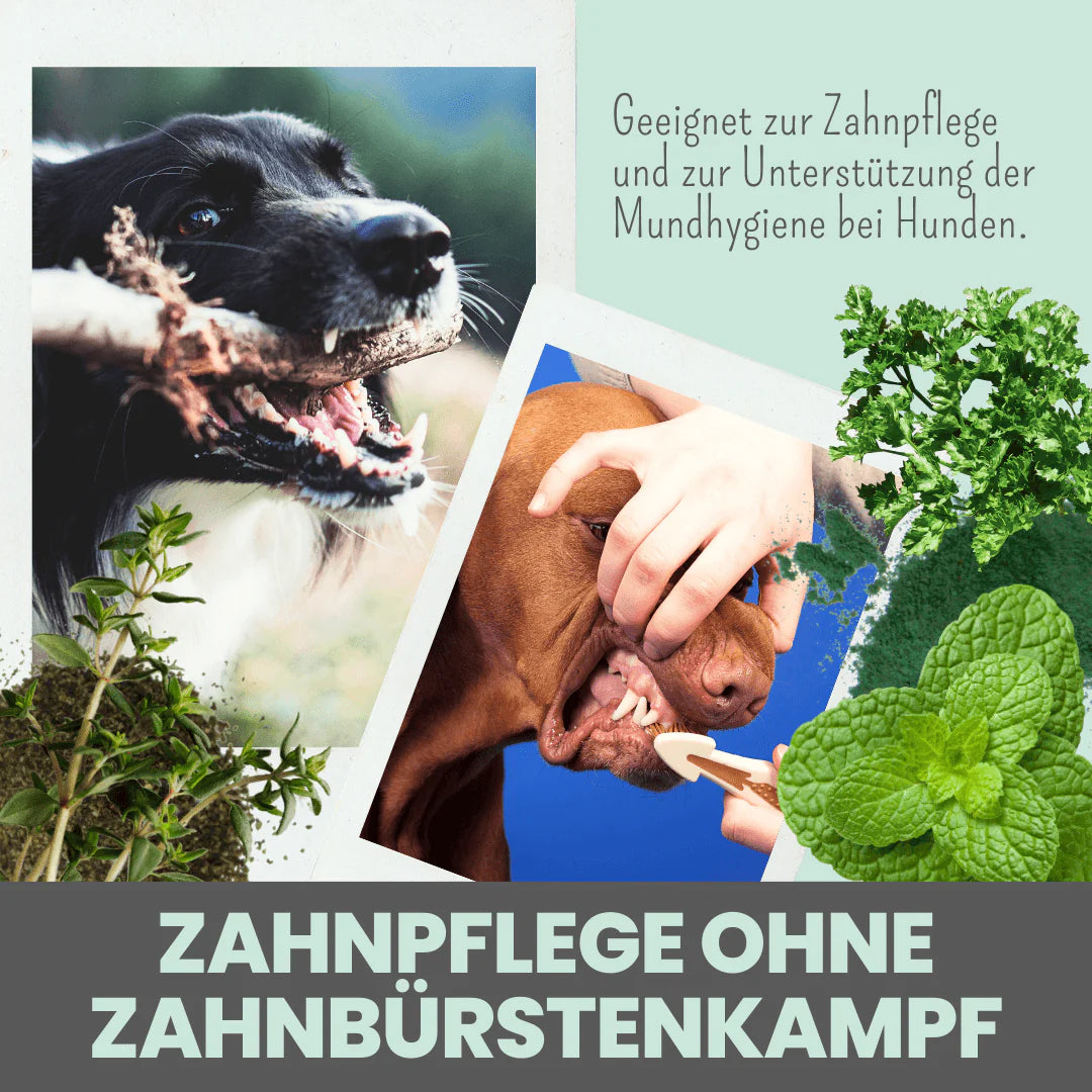 Artikel mit dem Namen Noms+ Dental-Pulver im Shop von zoo.de , dem Onlineshop für nachhaltiges Hundefutter und Katzenfutter.