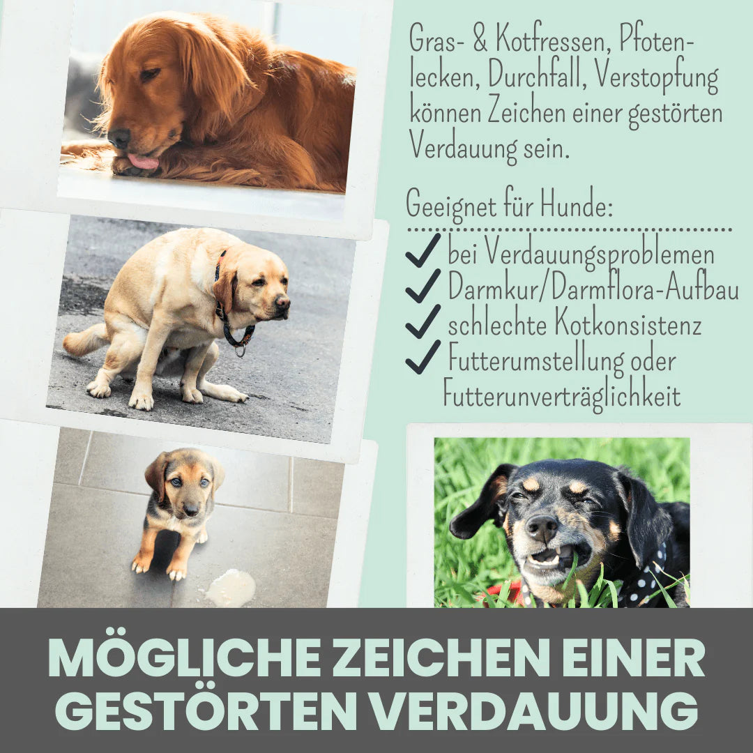 Artikel mit dem Namen Noms+ Verdauungsmix-Pulver im Shop von zoo.de , dem Onlineshop für nachhaltiges Hundefutter und Katzenfutter.