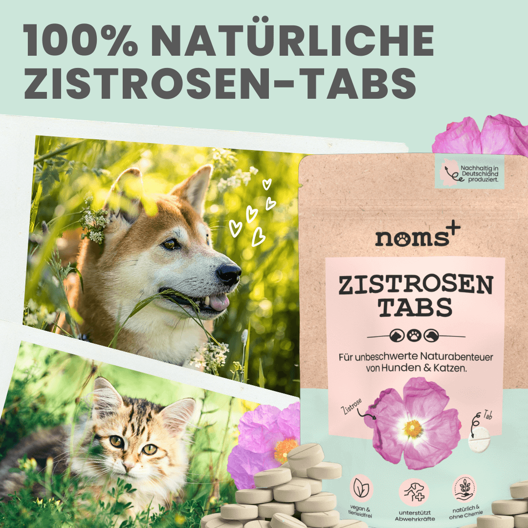 Artikel mit dem Namen Noms+ Zistrosen Tabs im Shop von zoo.de , dem Onlineshop für nachhaltiges Hundefutter und Katzenfutter.