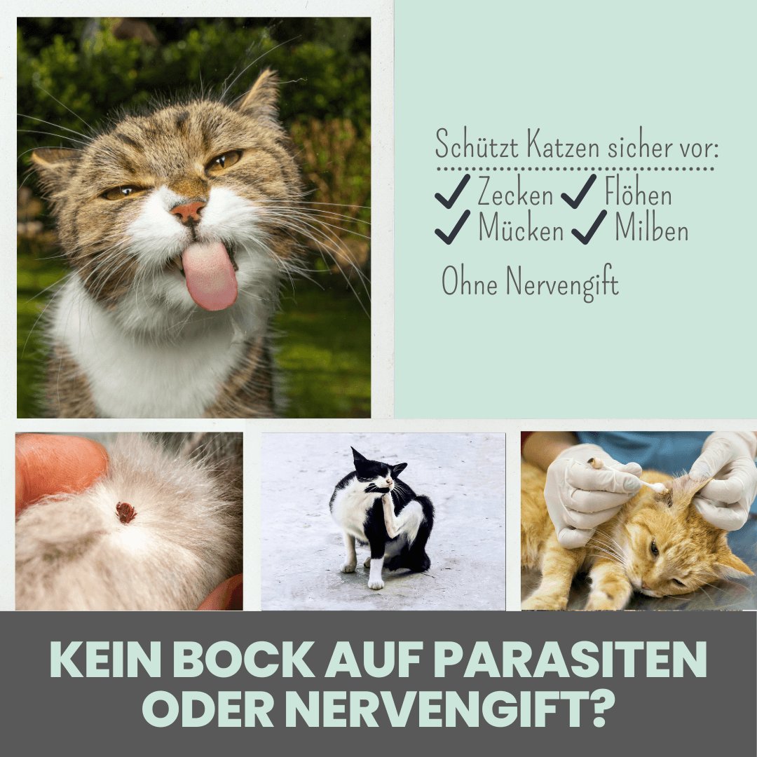 Artikel mit dem Namen Noms+ Zpot-on für Katzen gegen Zecken, Flöhe, Milben & Mücken im Shop von zoo.de , dem Onlineshop für nachhaltiges Hundefutter und Katzenfutter.