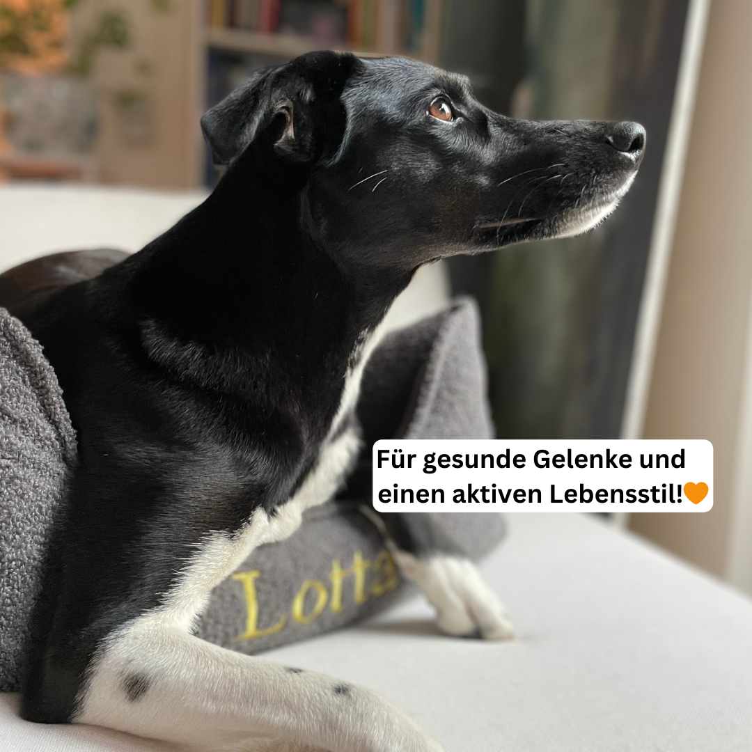 Artikel mit dem Namen Personalisierbares Hundebett orthopädisch (Grau) im Shop von zoo.de , dem Onlineshop für nachhaltiges Hundefutter und Katzenfutter.