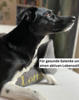 Artikel mit dem Namen Personalisierbares Hundebett orthopädisch (Grau) im Shop von zoo.de , dem Onlineshop für nachhaltiges Hundefutter und Katzenfutter.