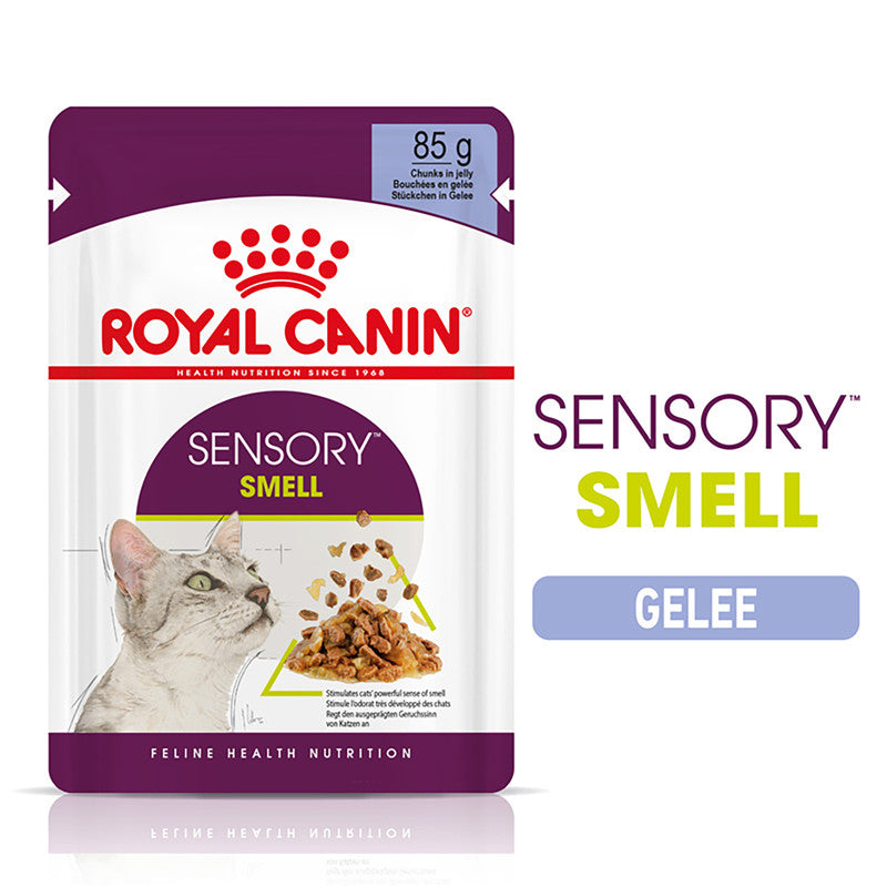 Royal Canin Katze Feline Health Nutrition Sensory Smell Jelly FB, 12 x 85 g
