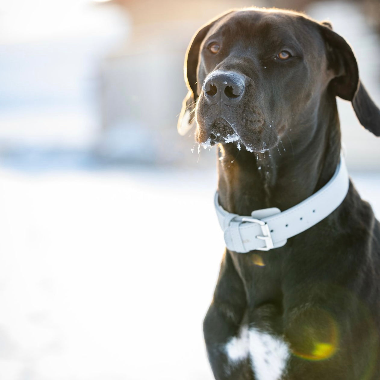 Artikel mit dem Namen Veganes Leder Hundehalsband personalisierbar (Stone) im Shop von zoo.de , dem Onlineshop für nachhaltiges Hundefutter und Katzenfutter.