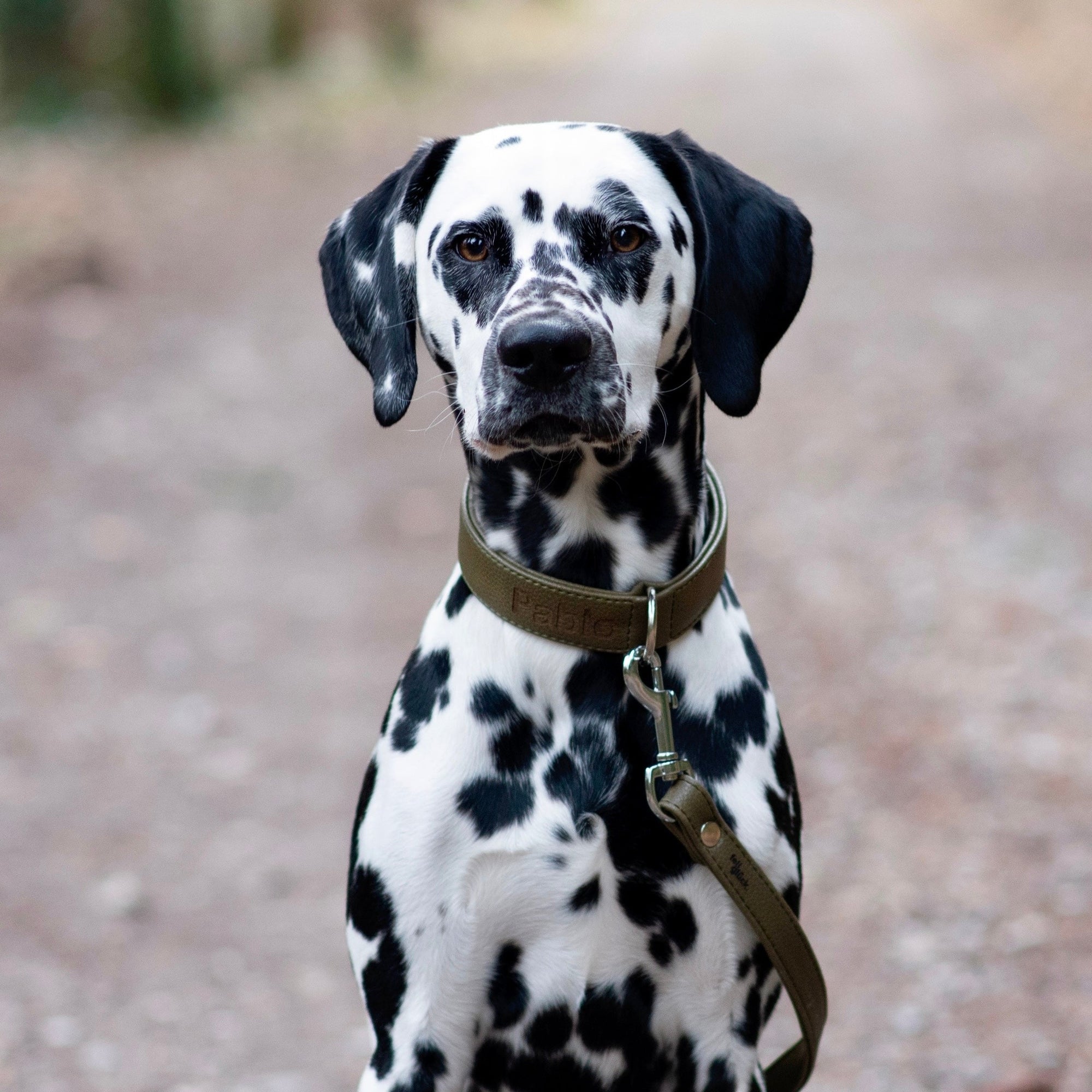 Artikel mit dem Namen Veganes Leder Hundehalsband personalisierbar (Waldgrün) im Shop von zoo.de , dem Onlineshop für nachhaltiges Hundefutter und Katzenfutter.