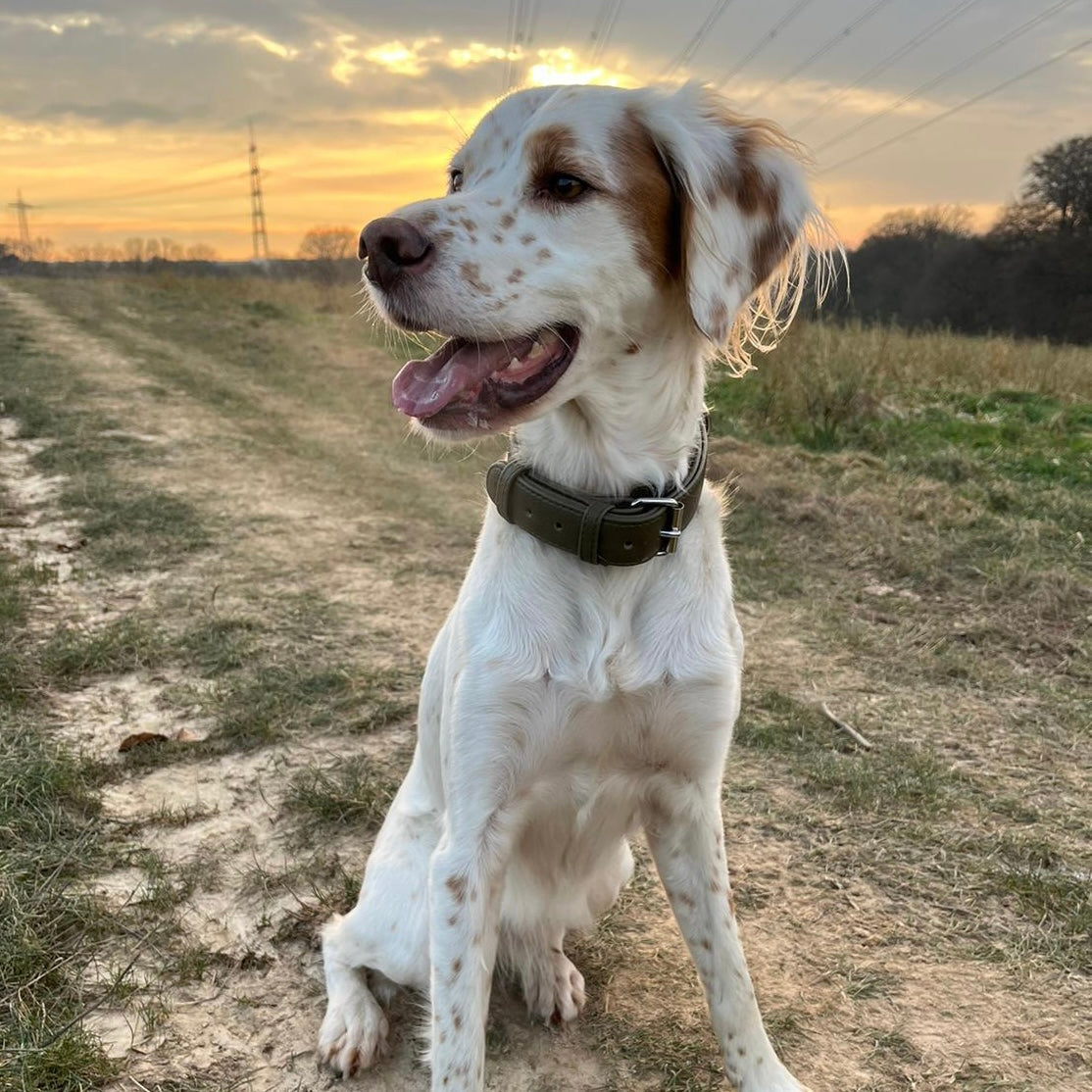 Artikel mit dem Namen Veganes Leder Hundehalsband personalisierbar (Waldgrün) im Shop von zoo.de , dem Onlineshop für nachhaltiges Hundefutter und Katzenfutter.