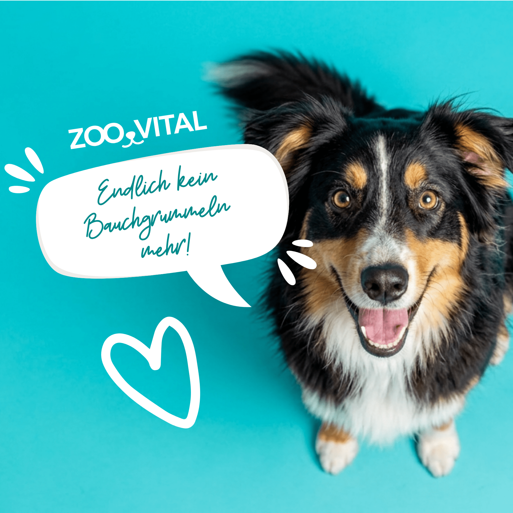 Australian Shepherd glücklicher Hund mit Sprechblase zum Verdauungskomfort
