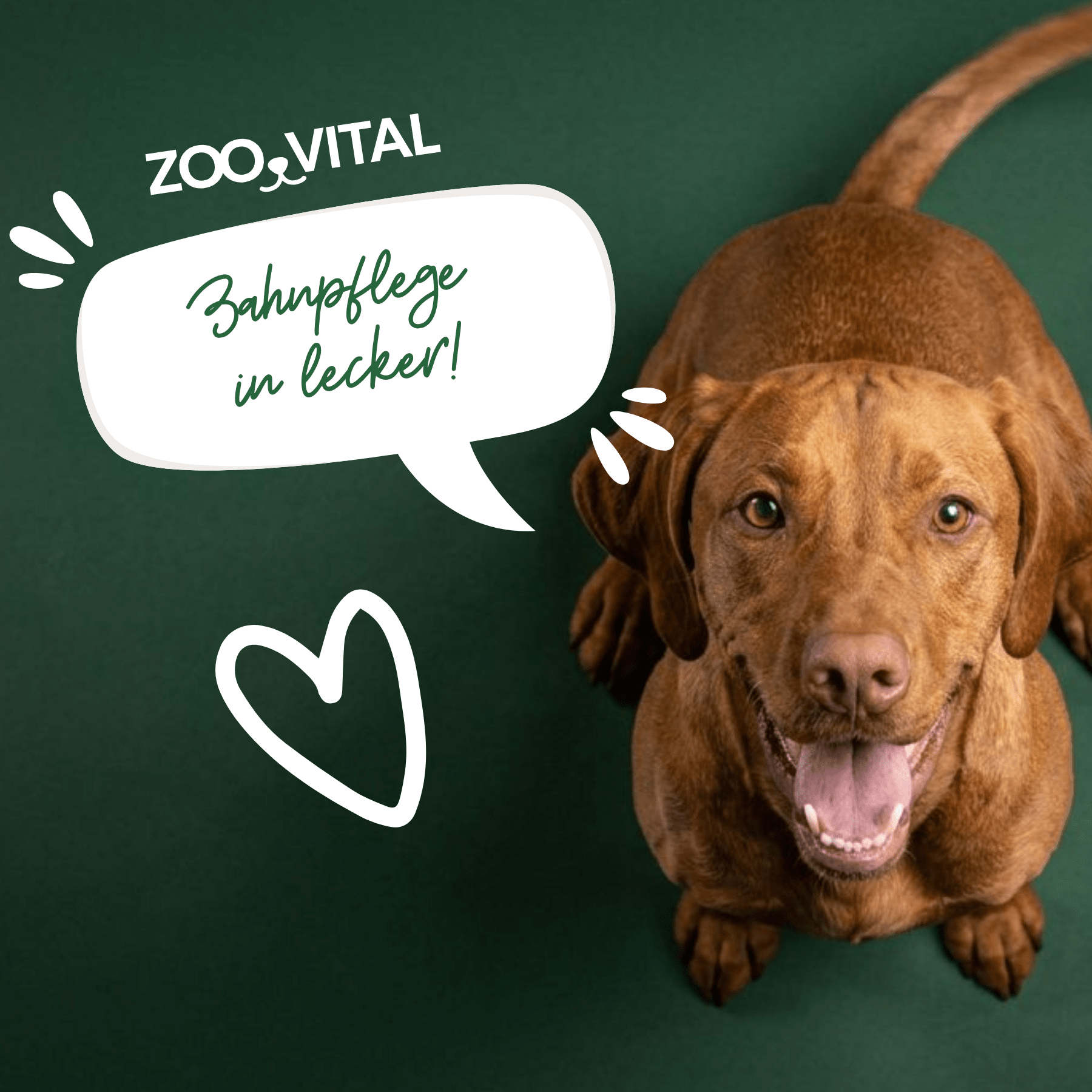Brauner Hund genießt zooVital Zahnpflege Snacks auf grünem Hintergrund
