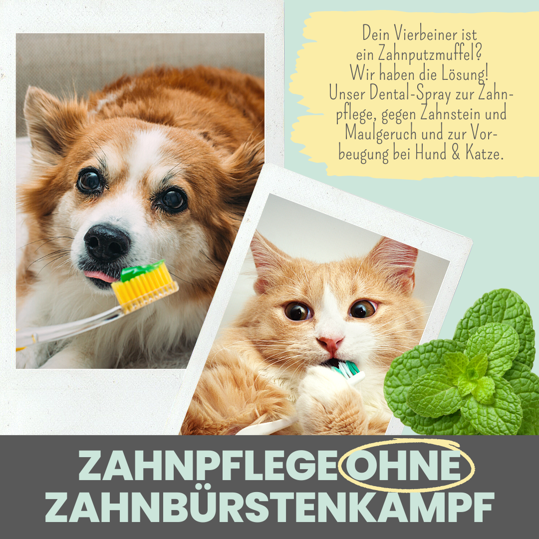 Artikel mit dem Namen Noms+ Dental-Spray für Hunde und Katzen im Shop von zoo.de , dem Onlineshop für nachhaltiges Hundefutter und Katzenfutter.