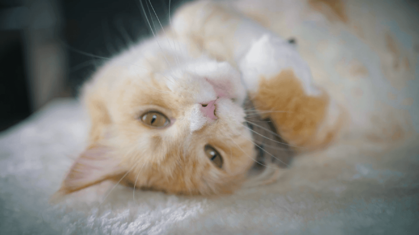 Artikel mit dem Namen Catlabs Kuschelige Katze mit Katzenminze im Shop von zoo.de , dem Onlineshop für nachhaltiges Hundefutter und Katzenfutter.