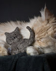 Artikel mit dem Namen Catlabs Kuschelige Katze mit Katzenminze im Shop von zoo.de , dem Onlineshop für nachhaltiges Hundefutter und Katzenfutter.