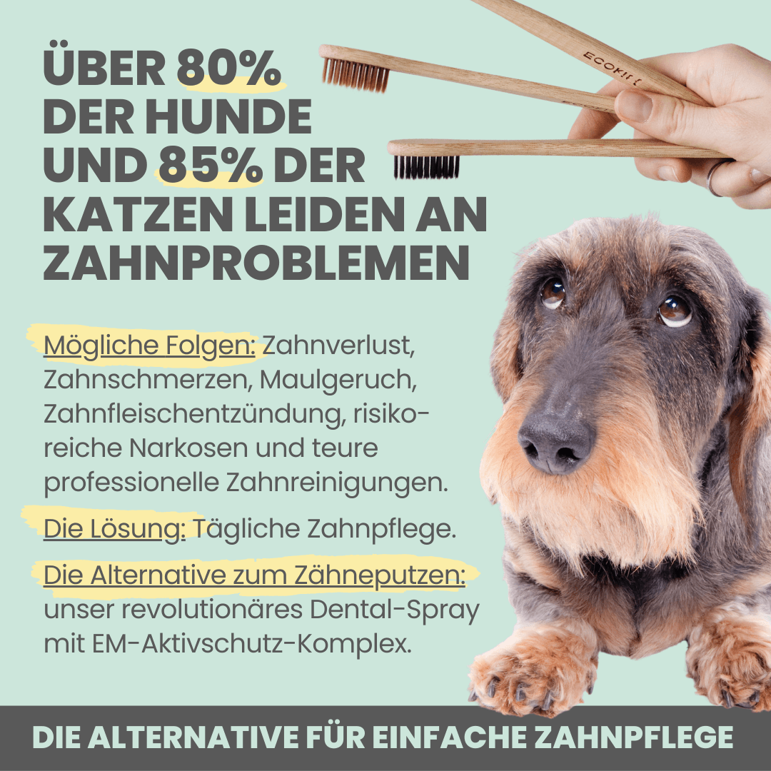 Artikel mit dem Namen Noms+ Dental-Spray für Hunde und Katzen im Shop von zoo.de , dem Onlineshop für nachhaltiges Hundefutter und Katzenfutter.